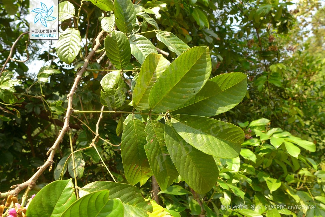 Dây mật giả